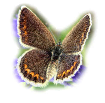 Motyle - 191.gif