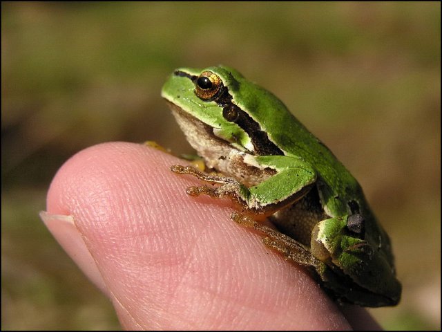 Piękne zdjęcia od tropiciela przyrody Piotra - 1444685.jpg