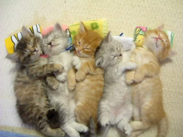 KOTKI - kittens-sleeping.jpg