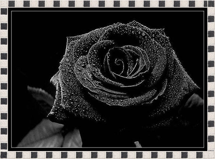  Czarne Kwiaty - Czarne Kwiaty 0993.jpeg