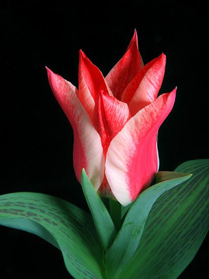 Tulipany - 277914.jpg