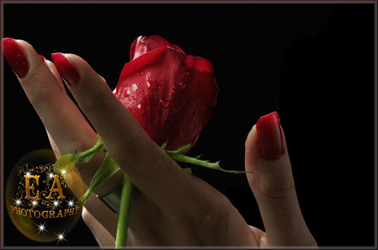 Fajne - gurbet ruzgari_flowers_red rose_cicekler_1.jpg