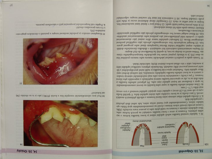 Veterinrn stomatologie - DSC08037.JPG