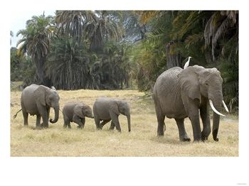 Elephants - 81.jpg