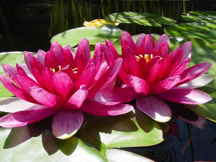 Lilie - Water lilies.jpg