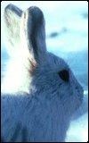 Animals - 100x160_rabbit_001.jpg
