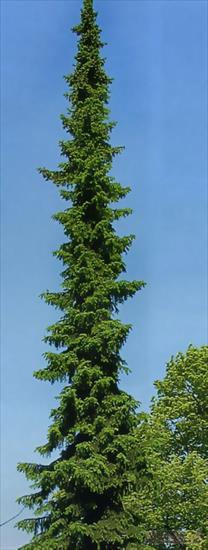 Picea omorika - Picea.omorika.10.jpg