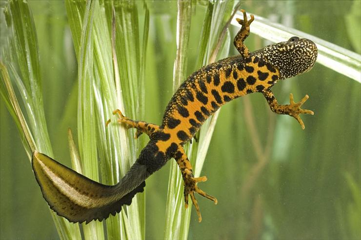XL the best - Great Crested Newt, West Sussex, England.jpg