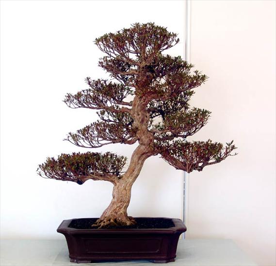 galeria bonsai - 160703bonzai007.jpg