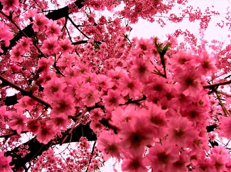 Cherry Blossom - 29.jpg