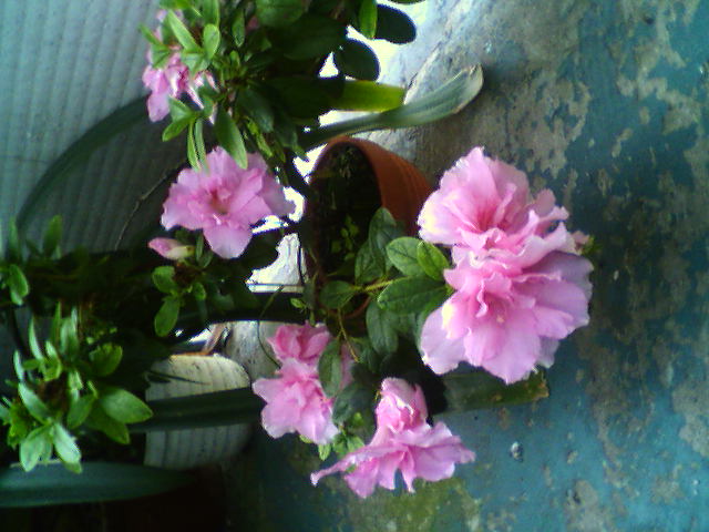 Wiosna i kwiaty - 0907_110826.jpg