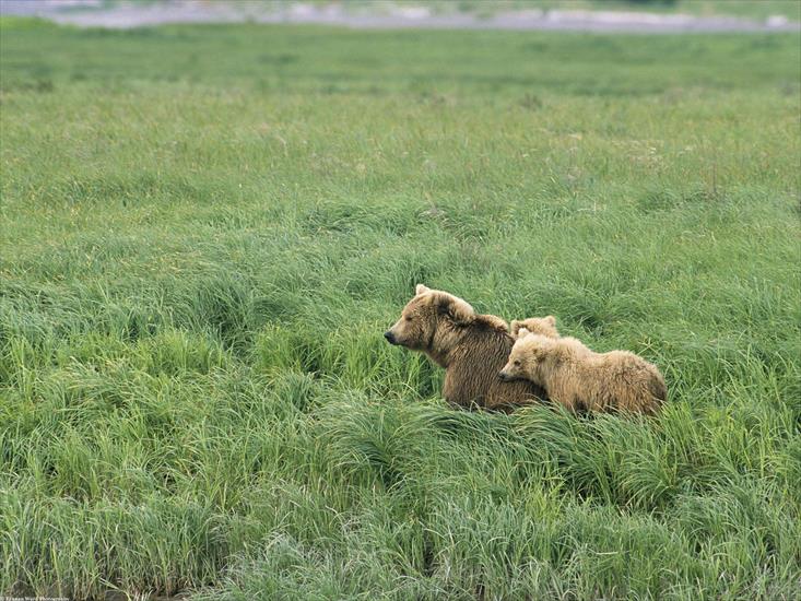  Animals part 2 z 3 - Momma and Her Cubs, Brown Bears, Alaska.jpg