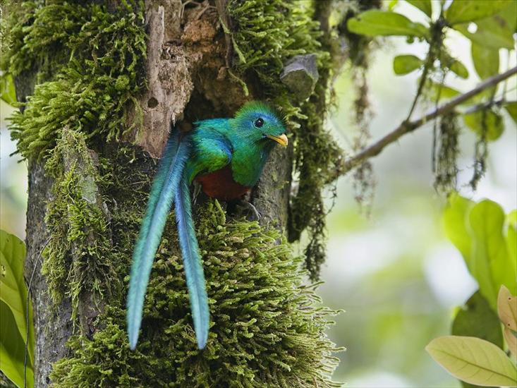 Tapety na pulpit - Resplendent Quetzal, Costa Rica.jpg