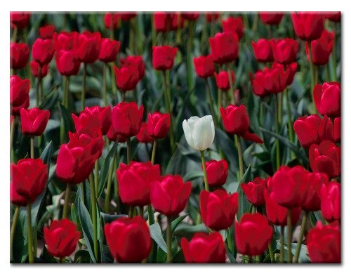  TULIPANY  - kwiaty-tulipany-2-foto-o_38.jpg