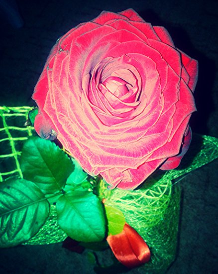 Tapetki D - piękna róża.jpg