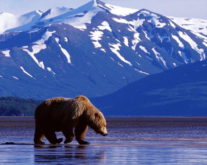 Tapety misie - Trolling-the-Landscape-Brown-Bear-Alaska.jpg