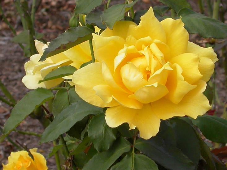 róże - yellow_rose01_med.jpg