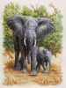 słonie - słonie2.jpg
