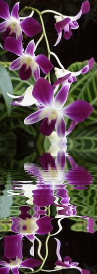 orchidee i storczyki - vqdvekxd.gif