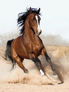 Animal - Wild_Horse.jpg