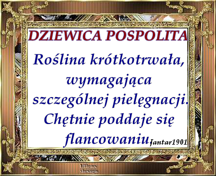 BOTANIKA NA WESOŁO - Dziewica pospolita2.png