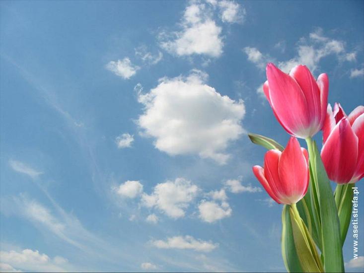 Tulipany - tulipany 66.jpg
