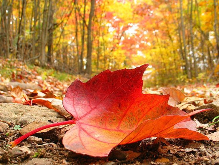 GALERIA krajobraz - jesień-1024x768.jpg