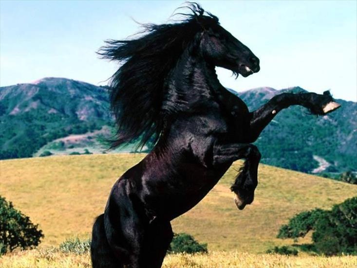 koń - kon.2p.jpg