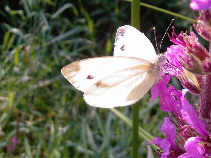 Motyle na kwiatach - Zdjęcia-0060.jpg