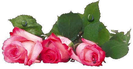 Róże - mediumko2gv2614a7da9de2daf889015.jpg