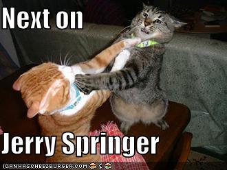 Galeria - fighting jerry springer cats.jpg