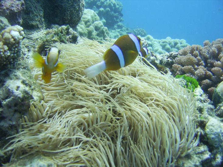 Cuda przyrody - barrier_reef_anemonefish_.jpg
