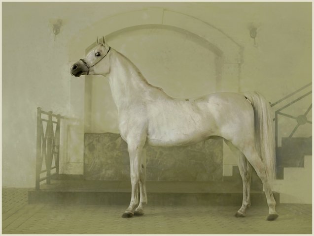  Konie - konie_arabskie_48.jpg