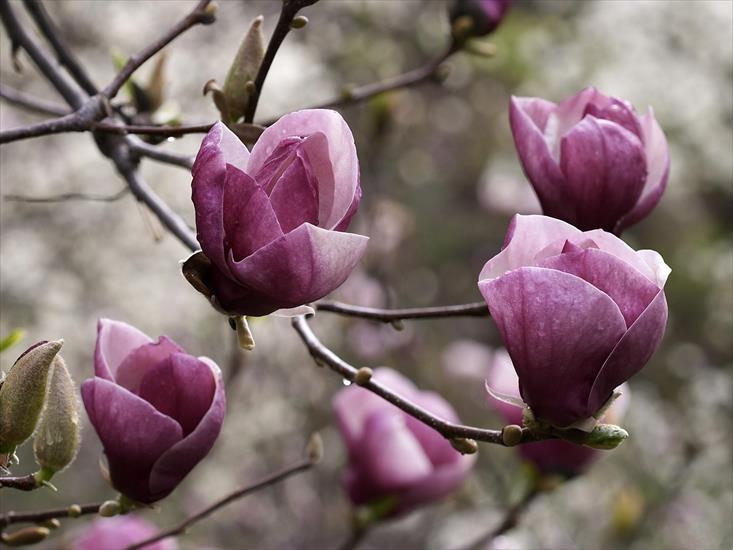 Kwiaty Flowers - Magnolia.jpg