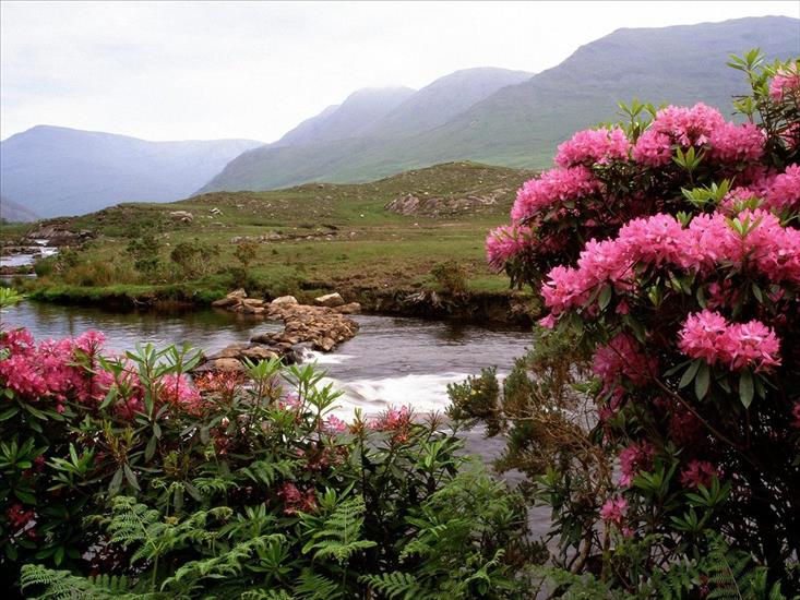 IRLANDIA - Rhododendrons Bloom Along the River Bundorragha, Ireland.jpg