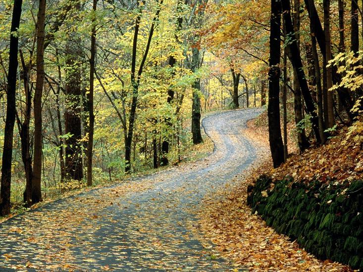 drzewa las - Autumn Road, Percy Warner Park, Nashville, Tennessee.jpg