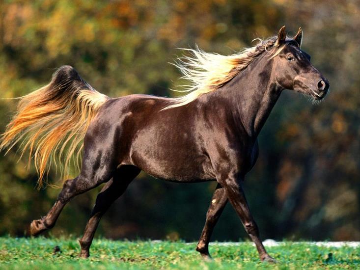 Konie - Koń.JPG