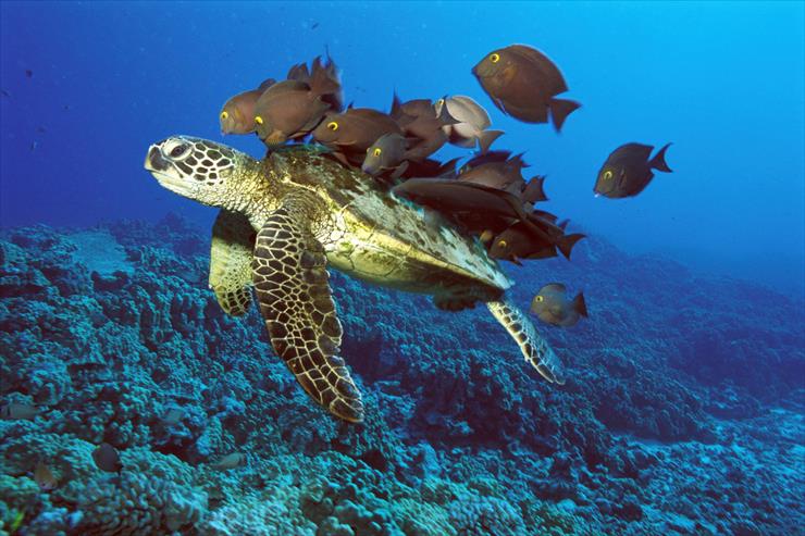 Ocean Life - 02 - Green Sea Turtle Being Cleaned by Reef Fishes, Hawaii.jpg