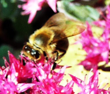 Pszczoły - P1030225A.jpg