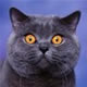 avatary - catt.jpg