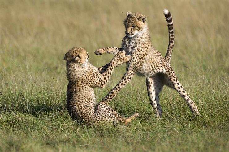 Cheetahs - Playful Cheetahs, Masai Mara National Reserve, Kenya.jpg