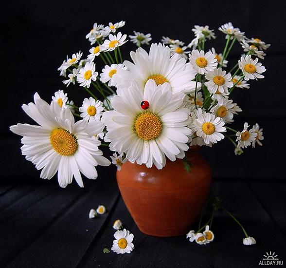 Kwiaty - 1247762268_allday.ru_21.jpg