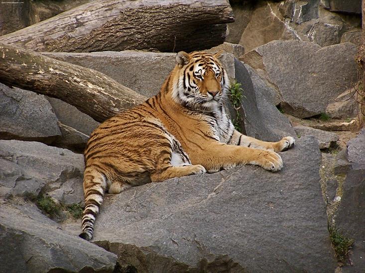  Zwięrzęta - Tiger-_- 10.jpeg