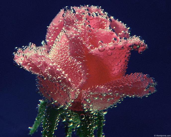 GIFY kwiaty - underwater_rose.jpg