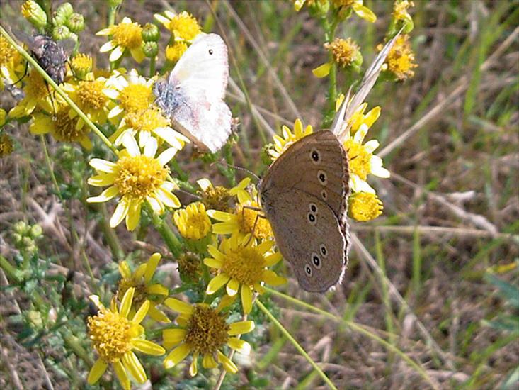 Motyle na kwiatach - Zdjęcia-0038.jpg
