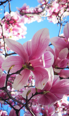 Kwiaty - Magnolia_by_JadeRoses.jpg