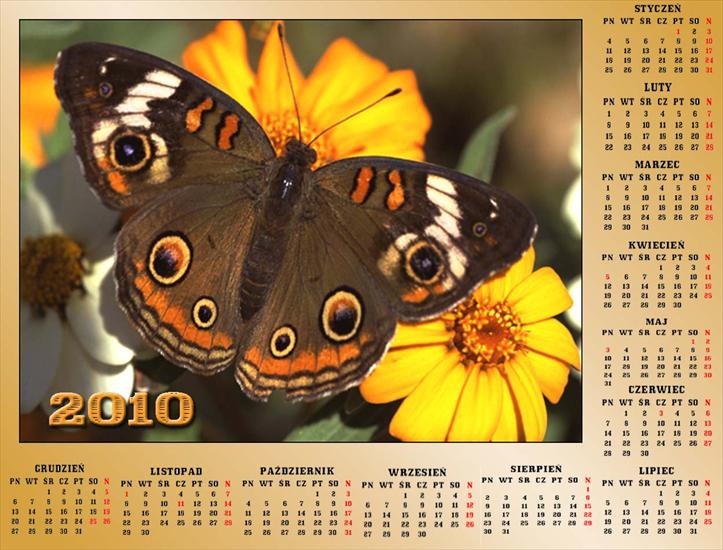 Kalendarze z motylkami - Bez nazwy 59.jpg