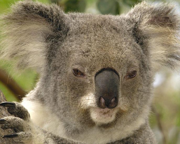 a_o_t_w_w - Koala Portrait Lone Pine Koala Sanctuary Brisbane Australia.jpg