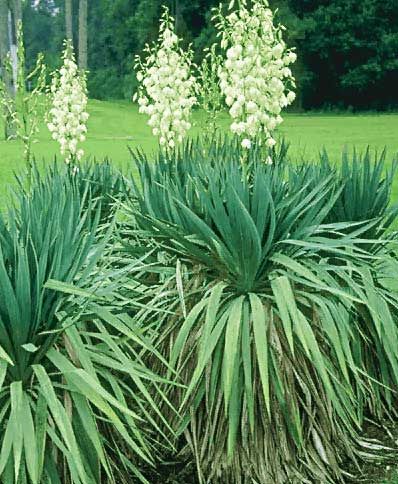 Yucca - yucca1.jpg