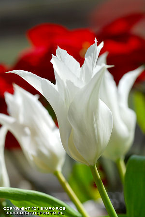 WIOSNA - 2448_2007-0104-white-tulips.jpg